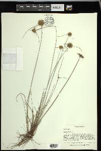 Cyperus filiculmis image