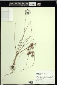 Cyperus floribundus image