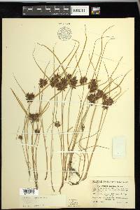 Cyperus diandrus image