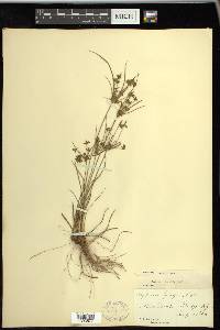 Cyperus grayi image