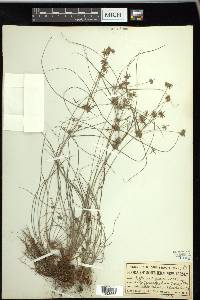 Cyperus grayi image