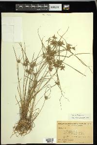 Cyperus flavescens image