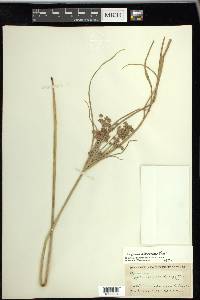 Cyperus ochraceus image