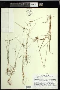 Cyperus lupulinus image