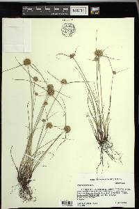 Cyperus grayi image