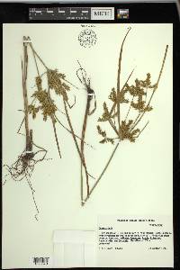 Cyperus iria image