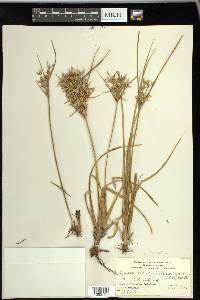 Cyperus lecontei image