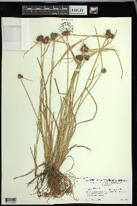 Cyperus difformis image