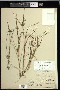 Cyperus × mesochorus image