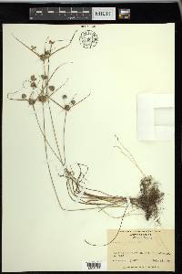 Cyperus filiculmis image