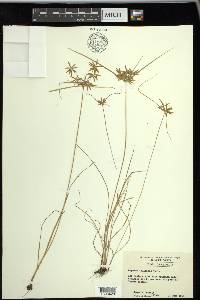 Cyperus filicinus image