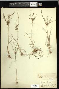 Cyperus grayi image