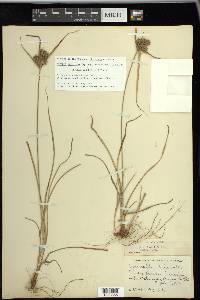 Cyperus × mesochorus image