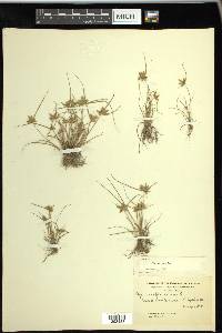 Cyperus flavescens image