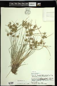 Cyperus flavescens image