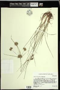 Cyperus grayoides image