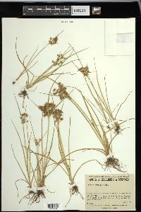 Cyperus dentatus image