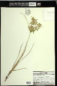 Cyperus lecontei image