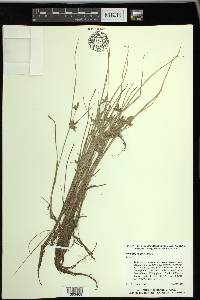 Cyperus flavescens image