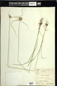 Cyperus fendlerianus image