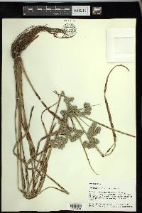 Cyperus distinctus image