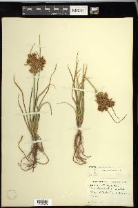 Cyperus dentatus image