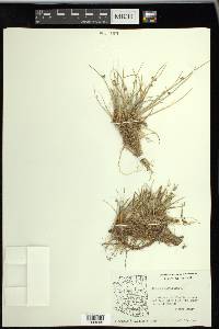 Cyperus laevigatus image