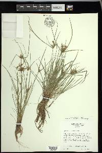 Cyperus filicinus image