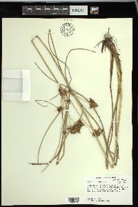 Cyperus elegans image