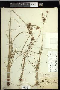 Cyperus × mesochorus image