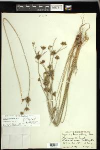 Cyperus houghtonii image