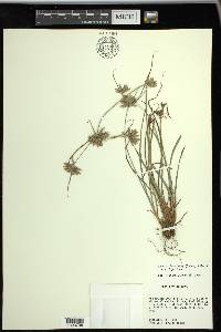 Cyperus lupulinus subsp. lupulinus image