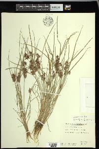 Cyperus diandrus image