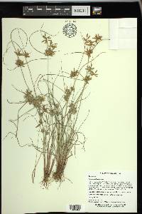 Cyperus flavescens image