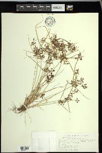 Cyperus diandrus image