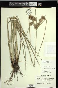 Cyperus entrerianus image