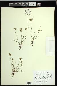 Cyperus flavescens image