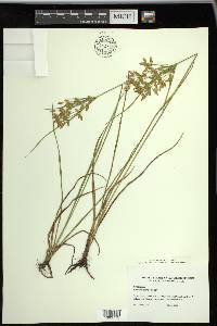 Cyperus lecontei image