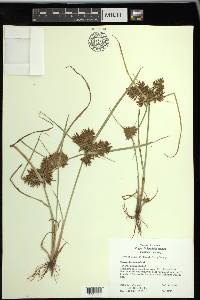 Cyperus flavicomus image