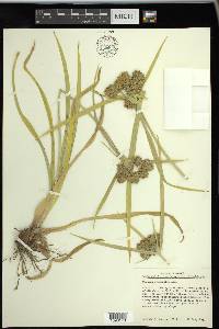 Cyperus eragrostis image