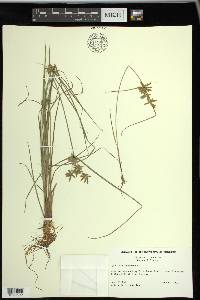 Cyperus flavescens image