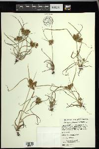 Cyperus erythrorhizos image