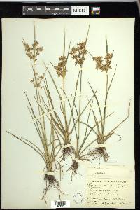 Cyperus dentatus image