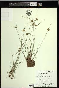 Cyperus houghtonii image