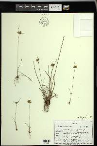 Cyperus houghtonii image