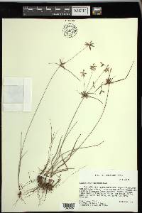 Cyperus grayoides image