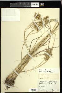 Cyperus ochraceus image