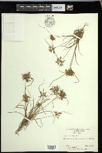 Cyperus filicinus image