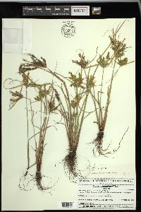 Cyperus iria image