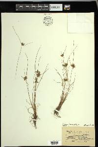 Cyperus flavescens image